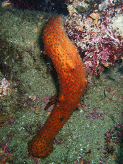 Apostichopus parvimensis