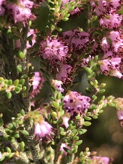Erica williamsiorum