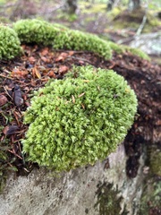 Leucobryum