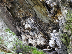 Tropidurus
