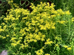 Sedum mexicanum
