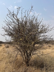 Dichrostachys cinerea africana