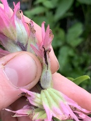 Castilleja parviflora oreopola