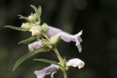 Sesamum indicum