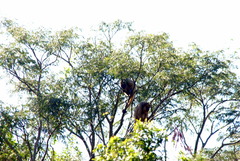 Alouatta caraya