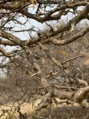 Dichrostachys cinerea africana