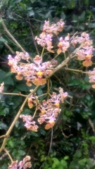 Trichocentrum andreanum