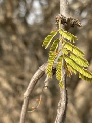 Dichrostachys cinerea africana