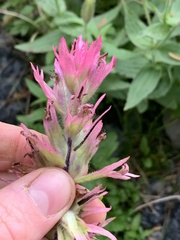Castilleja parviflora oreopola