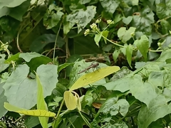 Neurothemis fluctuans