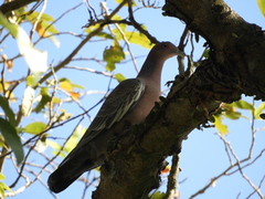 Patagioenas picazuro