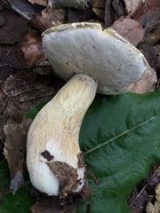 Boletus quercophilus