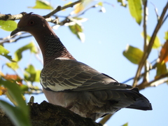 Patagioenas picazuro