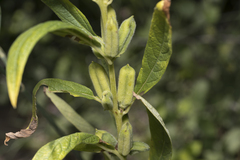 Sesamum indicum