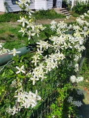 Clematis terniflora