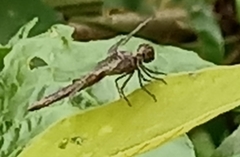 Neurothemis fluctuans