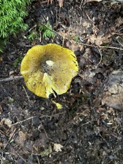 Tricholoma equestre