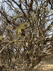 Dichrostachys cinerea africana