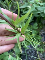 Castilleja parviflora oreopola