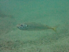 Trachurus symmetricus