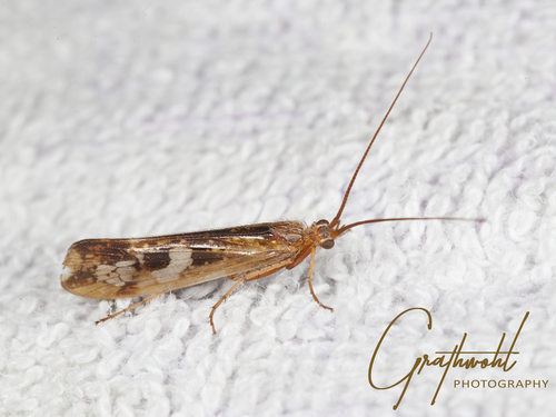 Cinnamon Sedge, photo 2 of 10