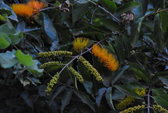 Combretum fruticosum