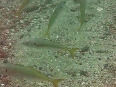 Trachurus symmetricus