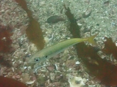 Trachurus symmetricus