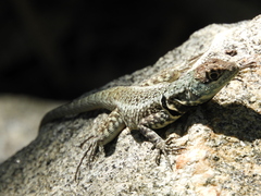 Tropidurus