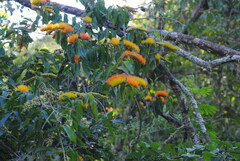 Combretum fruticosum