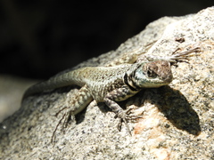 Tropidurus