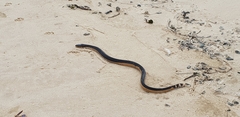 Hydrophis platurus