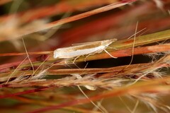 Crambus leachellus