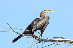 Anhinga rufa rufa