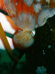 Membranipora membranacea