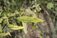 Sesamum indicum