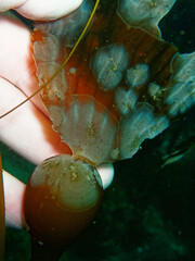 Membranipora membranacea