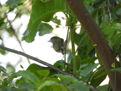 Hylophilus thoracicus