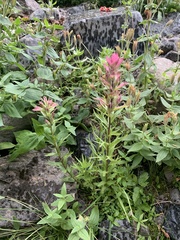 Castilleja parviflora oreopola