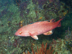 Bodianus pulcher
