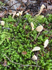 Spathulariopsis velutipes