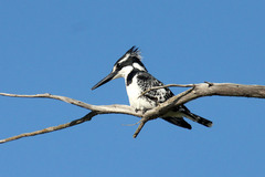 Ceryle rudis rudis