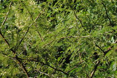 Vachellia aroma