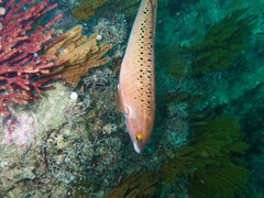 Halichoeres semicinctus