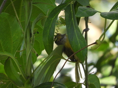 Hylophilus thoracicus