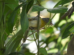 Hylophilus thoracicus