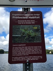 Cyperus engelmannii