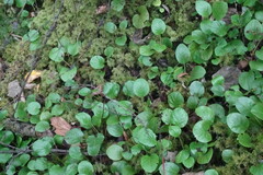 Pyrola asarifolia