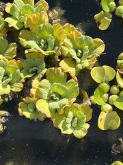 Pistia stratiotes