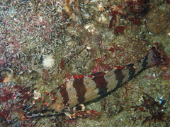 Oxylebius pictus